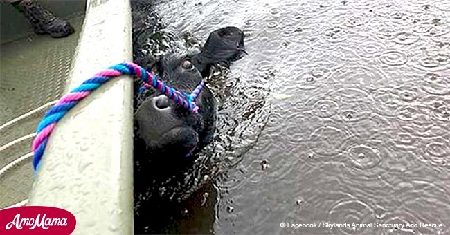 People noticed a helpless cow during floods and rushed to help