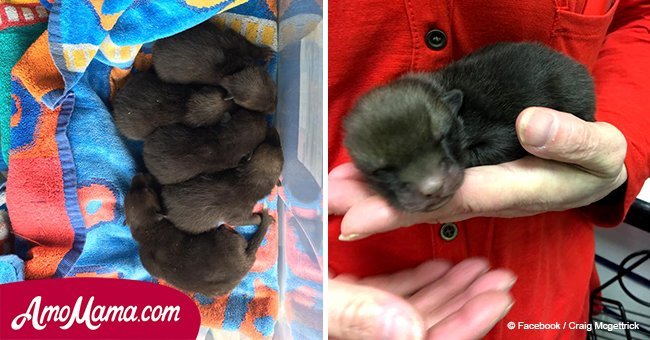 Man finds 5 abandoned puppies in a garden. After a while, he realized they aren't puppies