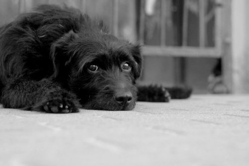 Chien noir aux yeux triste | source : Shutterstock