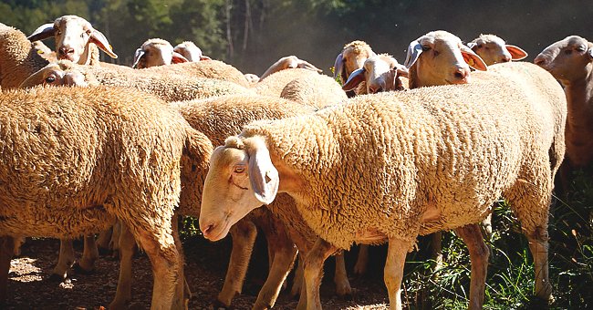 A flock of sheep | Photo: Pixabay