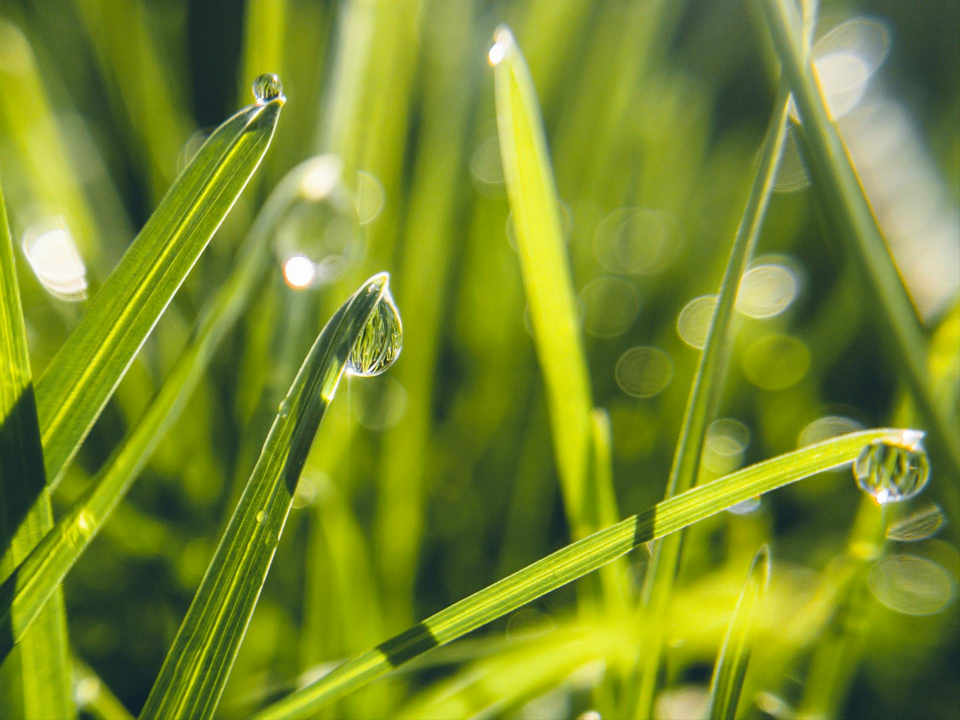 Dewdrops on grass | Source: Pexels