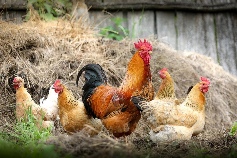 Gallinas de corral │ Imagen tomada de: Pixabay Gallinas de corral │ Imagen tomada de: Pixabay