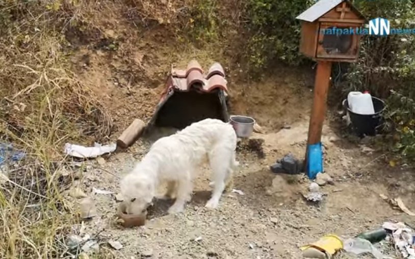 Perrito espera en el lugar donde su dueño falleció en un accidente automovilístico. | Foto: YouTube/Nafpaktianews Web TV