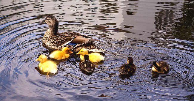 A mother duck and her ducklings in the river | Photo: Pikrepo.com