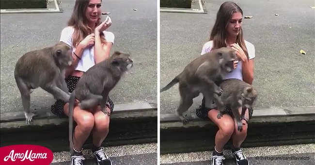 Monkeys mating on woman's lap get too close for comfort 