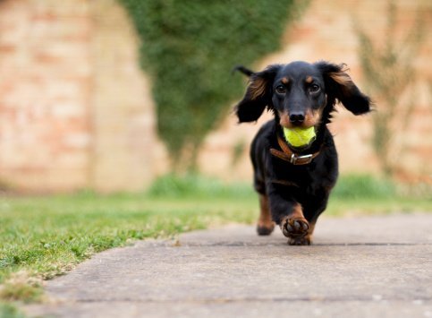 A dachshund with ball in his mouth | Photo: Getty Images