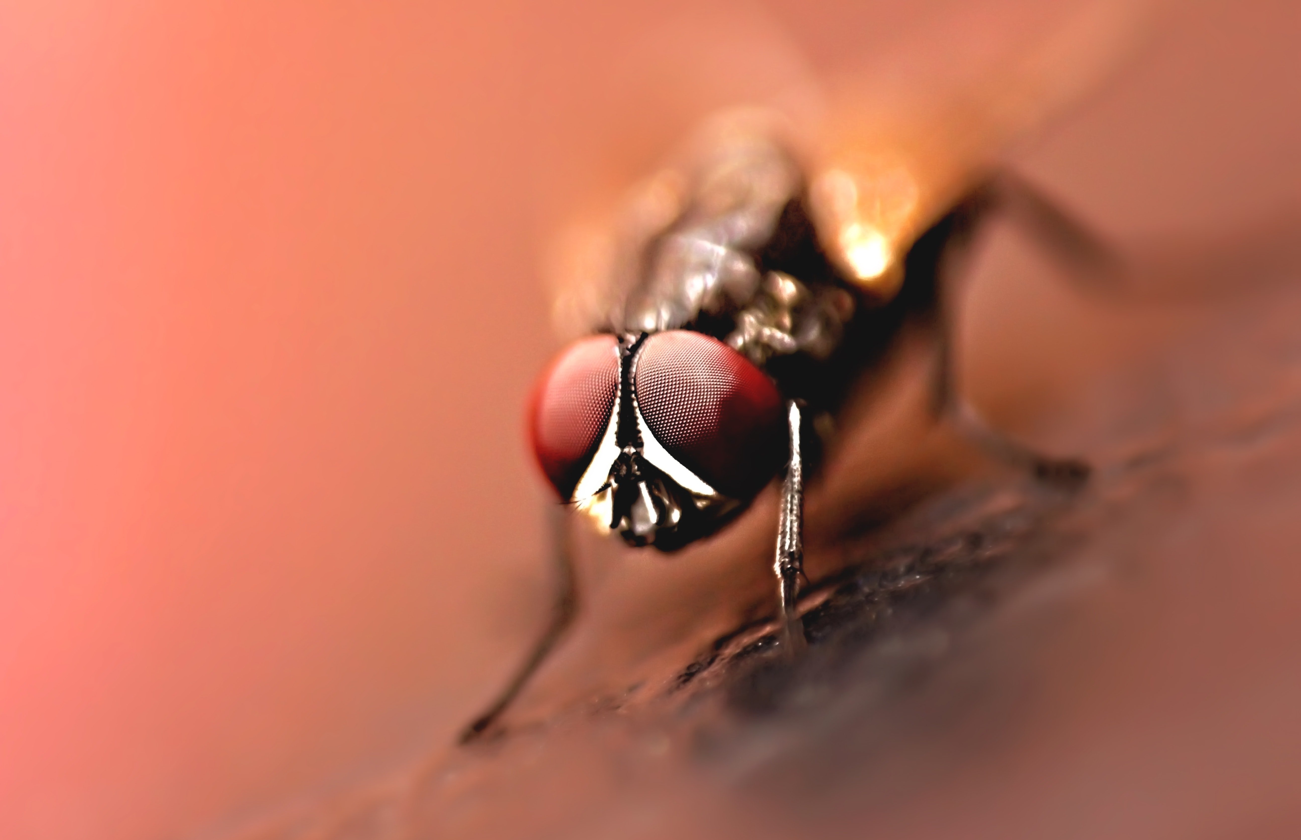 A housefly. | Source: Pexels