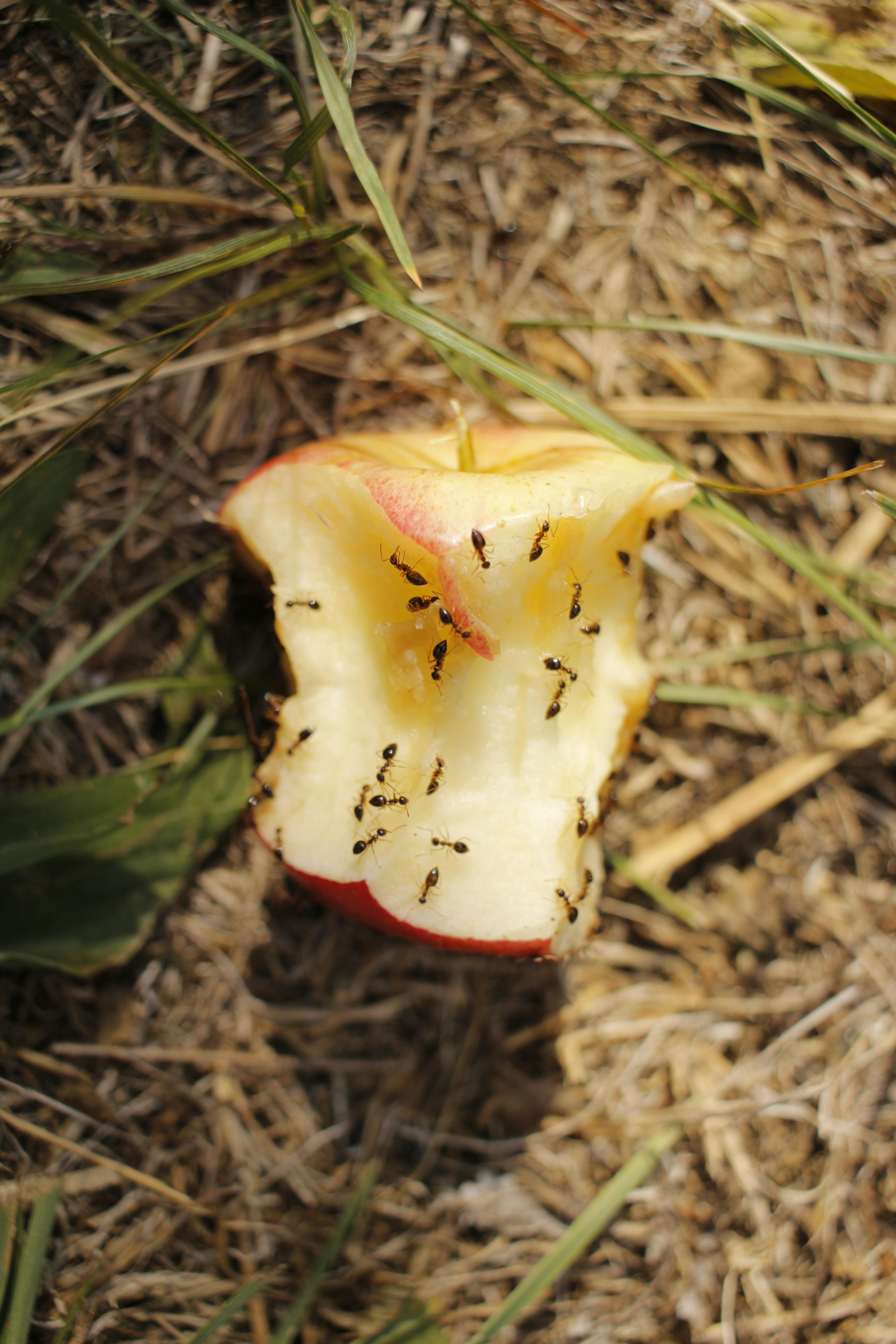 A bitten apple covered in ants | Source: Pexels