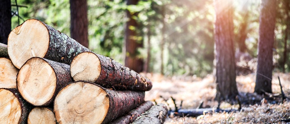 The old tree was finally cut down by the loggers | Photo: Shutterstock