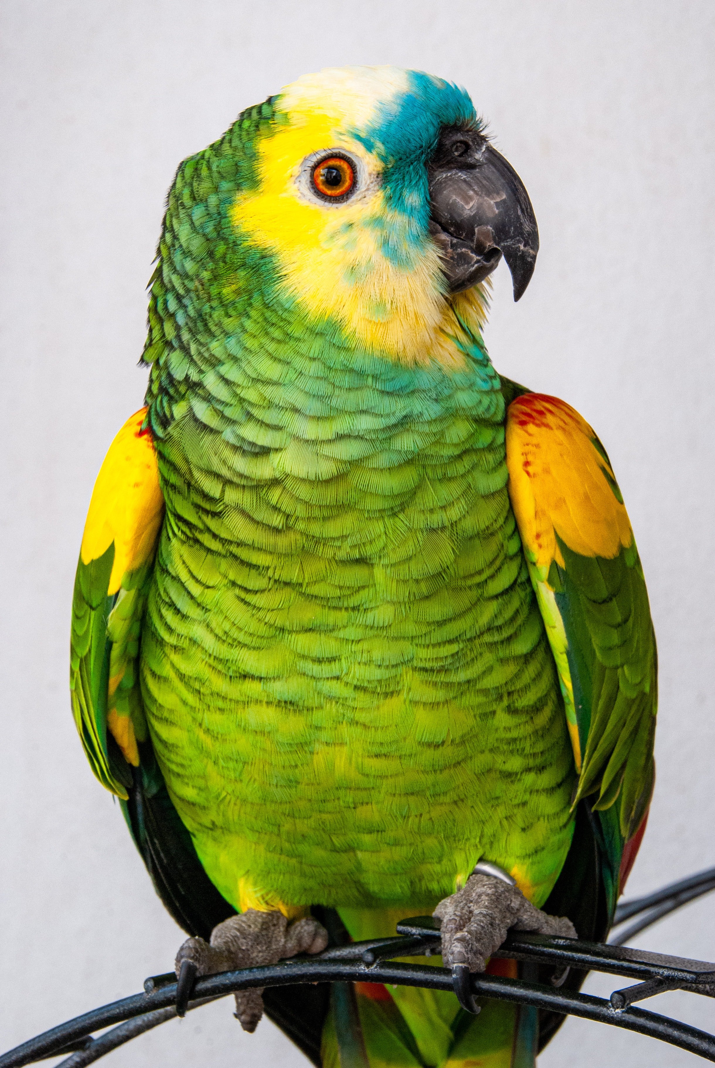 Photo of a colorful parrot. | Photo: Pexels