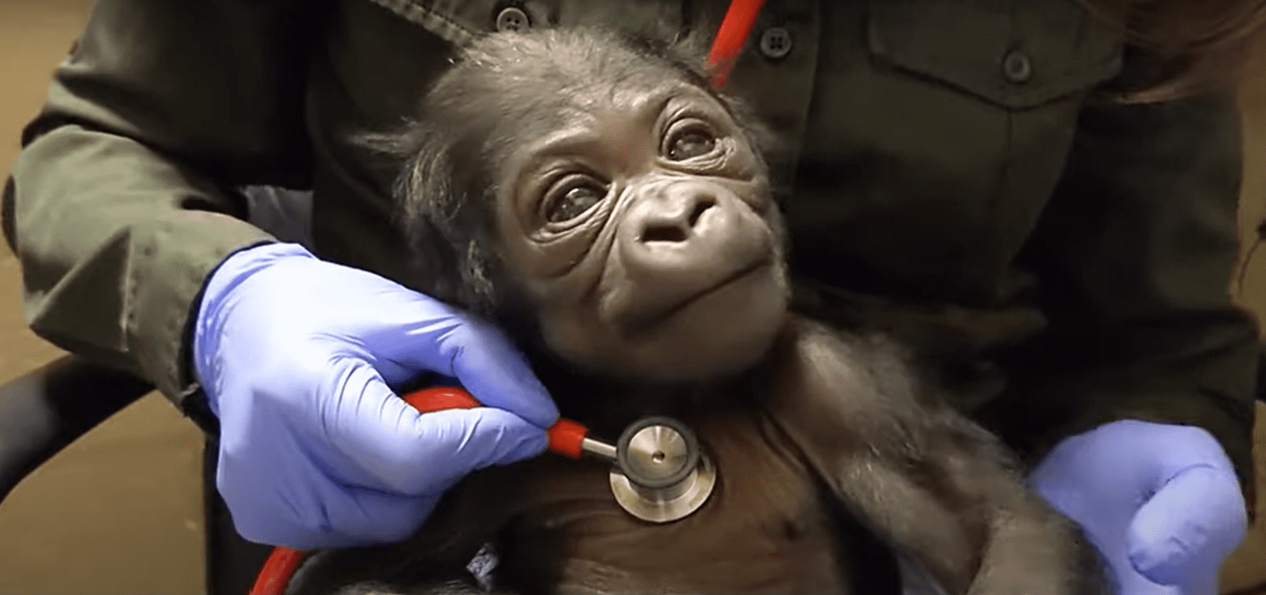 A specialist checking the newborn male gorilla's heart beat with a stethoscope. | Photo: YouTube/Zoo New England