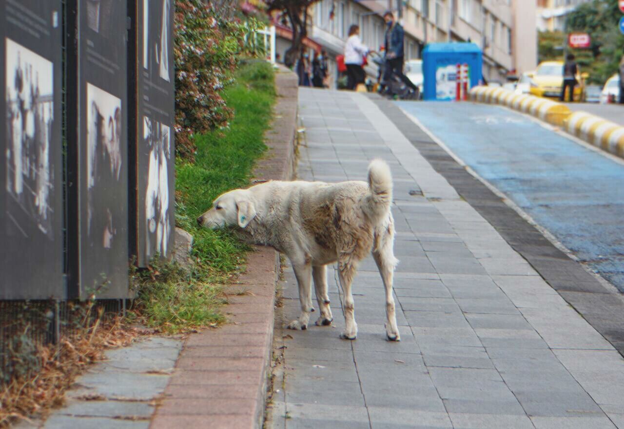 Woman Shelters Lost Dog, Neighboring Jeweler Sees Its Collar And Gasps ...