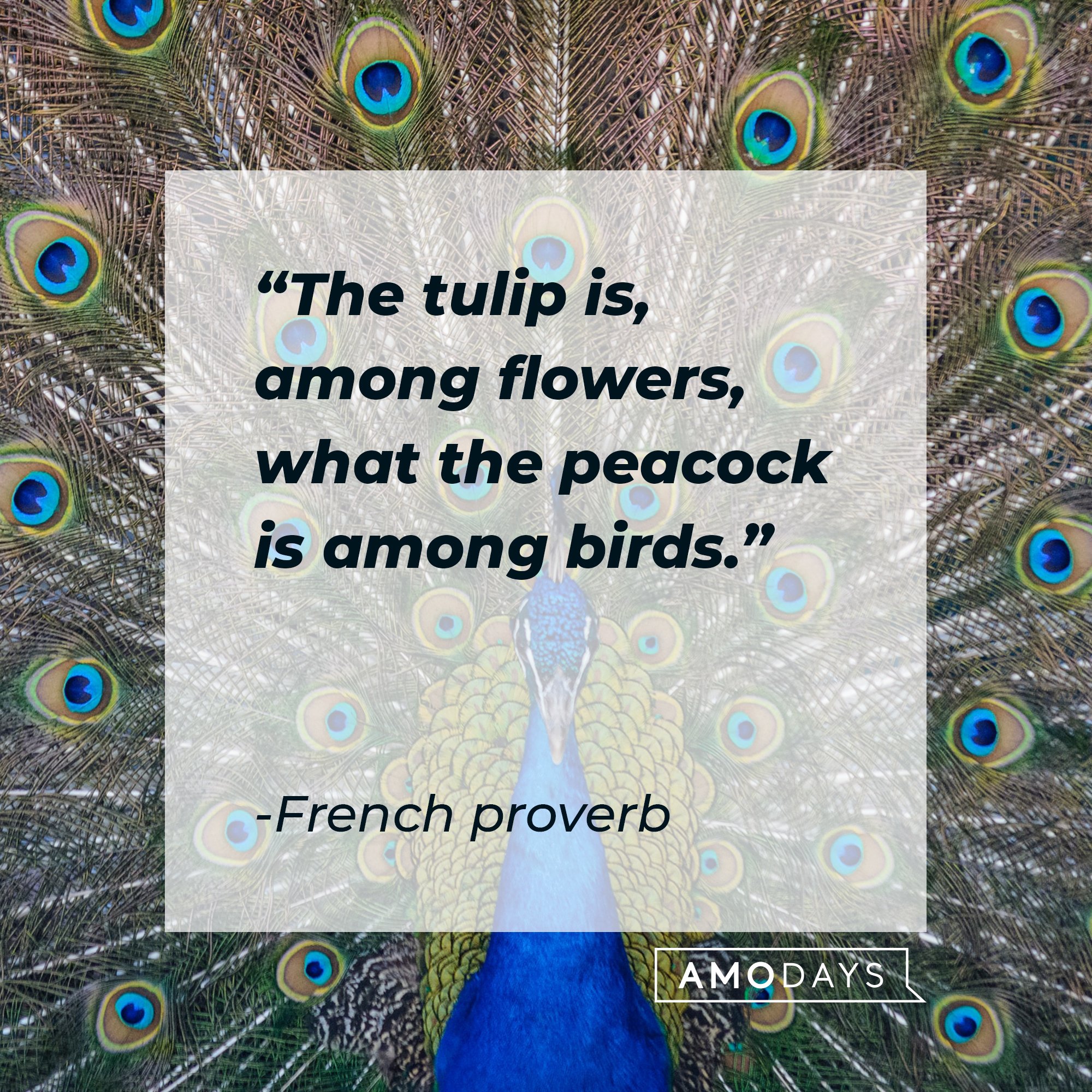 A quote from a French proverb: "The tulip is, among flowers, what the peacock is among birds." | Image: AmoDays