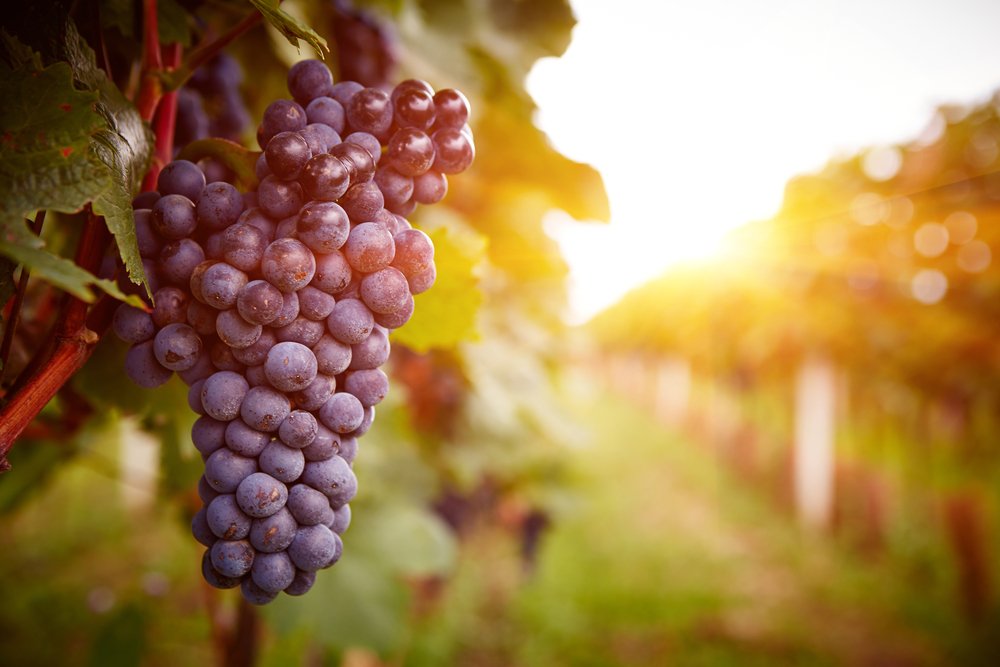 Viñedos al atardecer en la cosecha de otoño.| Fuente: Shutterstock Viñedos al atardecer en la cosecha de otoño.| Fuente: Shutterstock