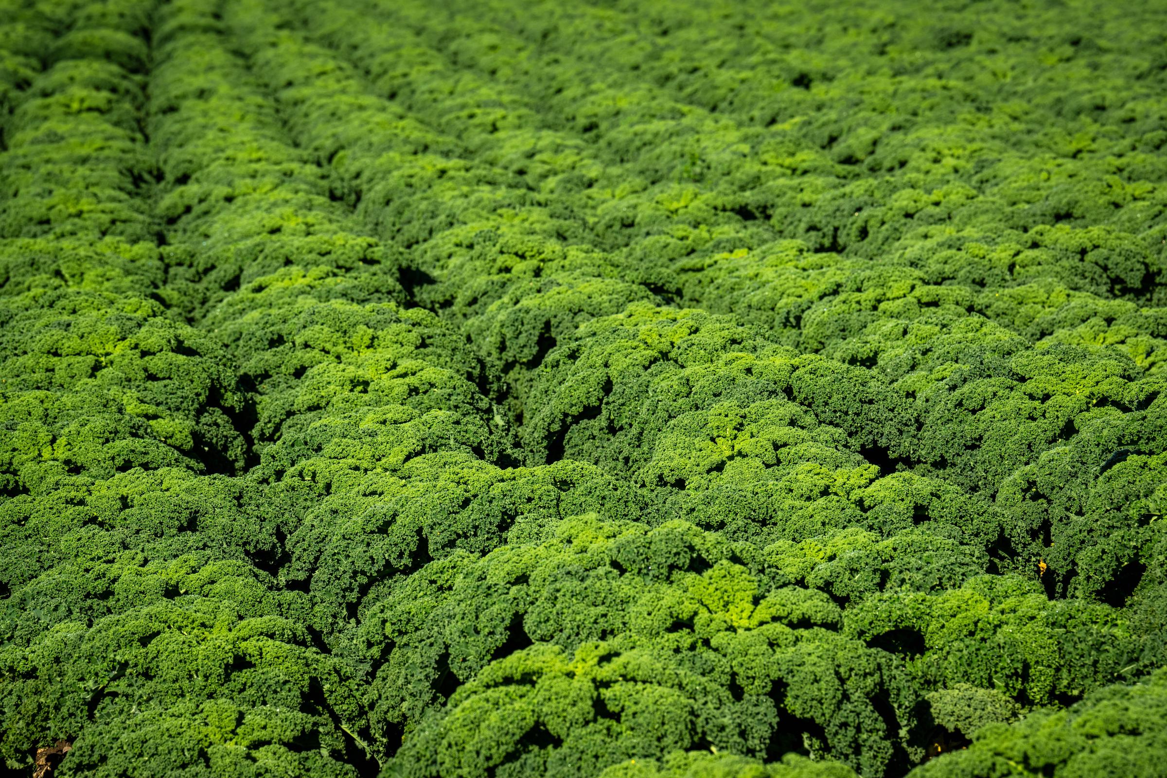 Kale growing in a field | Source: Getty Images