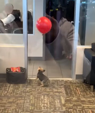 Ein Welpe spielt mit einem Ballon in einem Wartezimmer. I Quelle: facebook.com/ViralHog