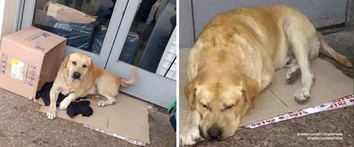 Trauernder Hund wartet seit Wochen im Krankenhaus auf Herrchen, ohne zu wissen, dass er starb