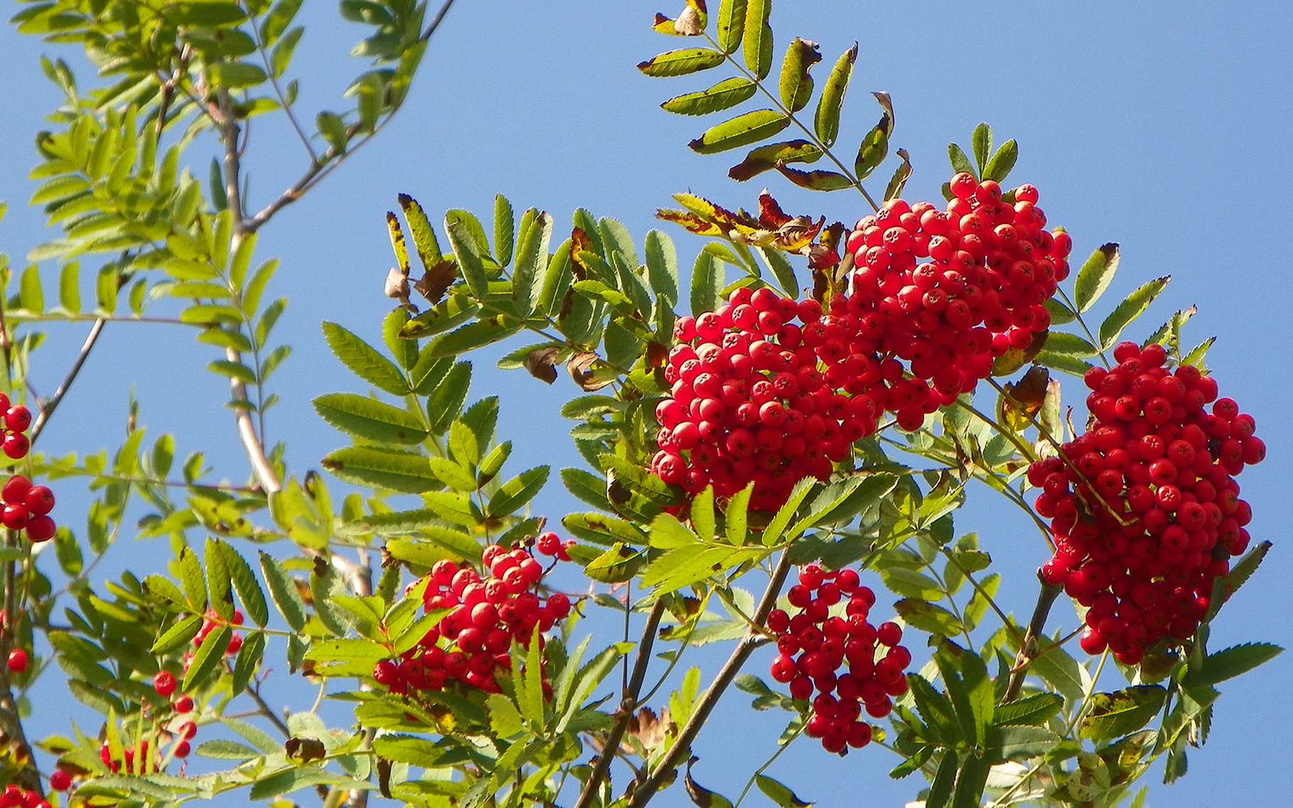Sorbier / Source : Shutterstock