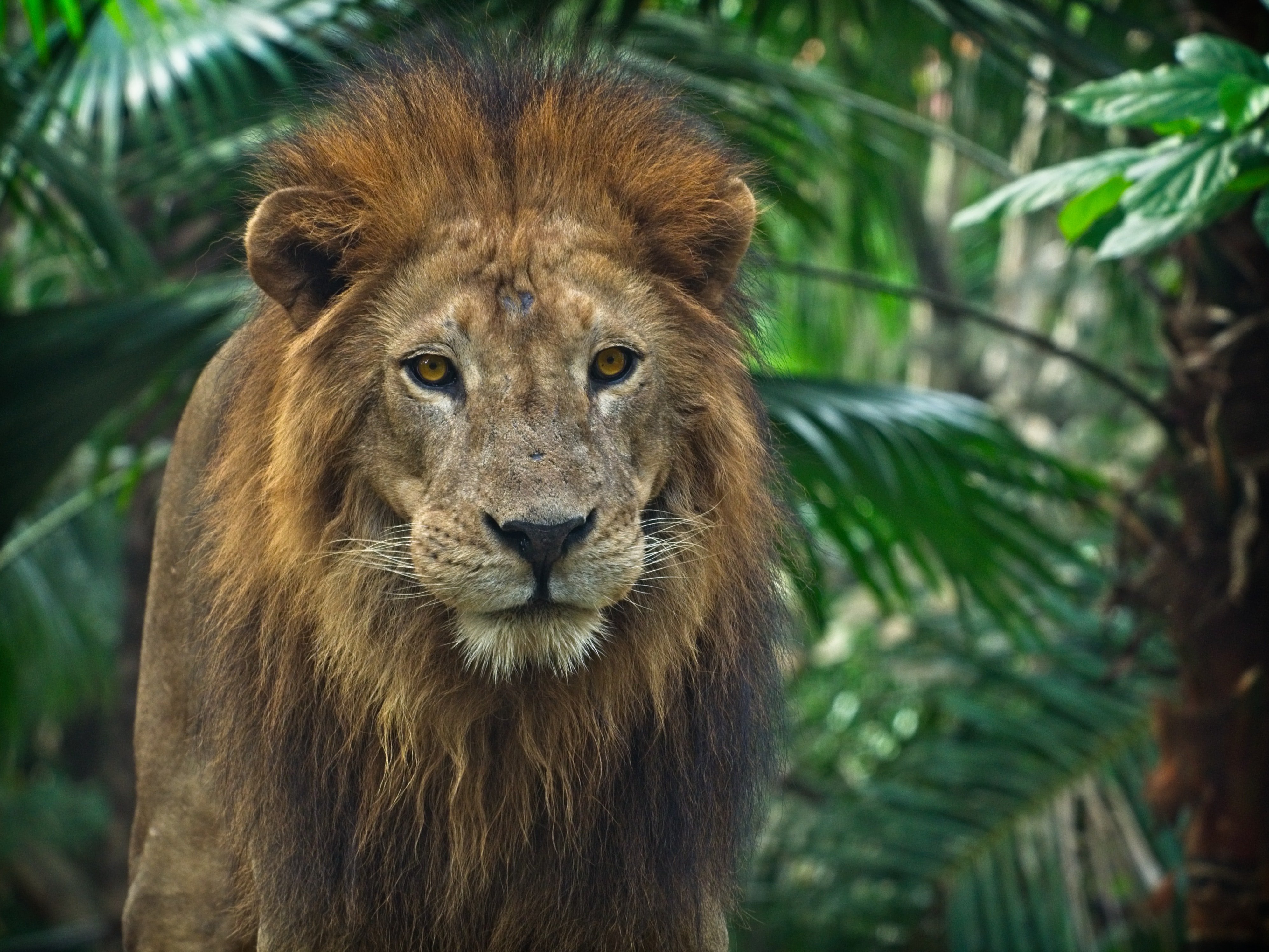 A photo of a lion. | Photo: Pexels/ Greth Davies