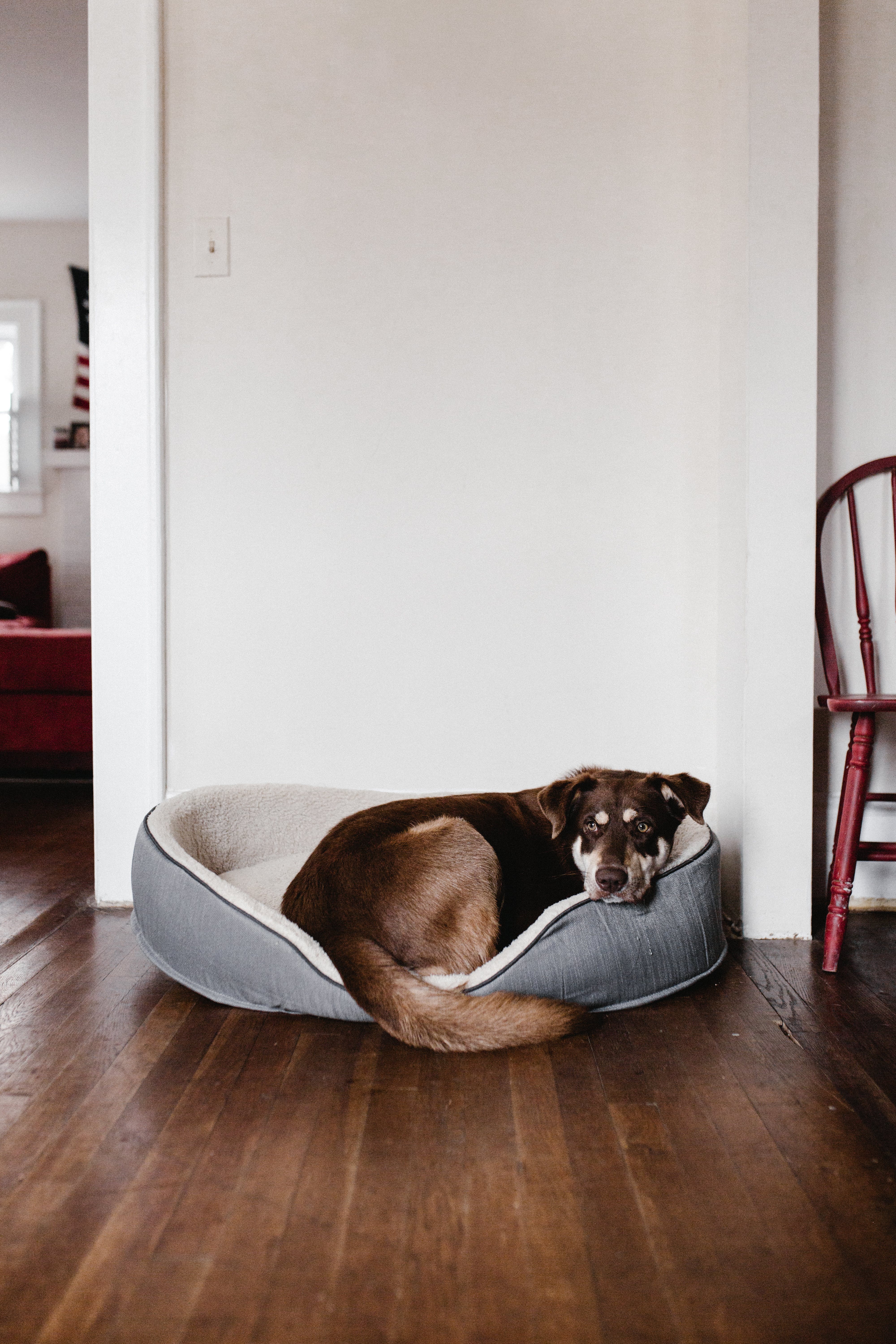 A dog resting in a pet bed. | Source: Pexels