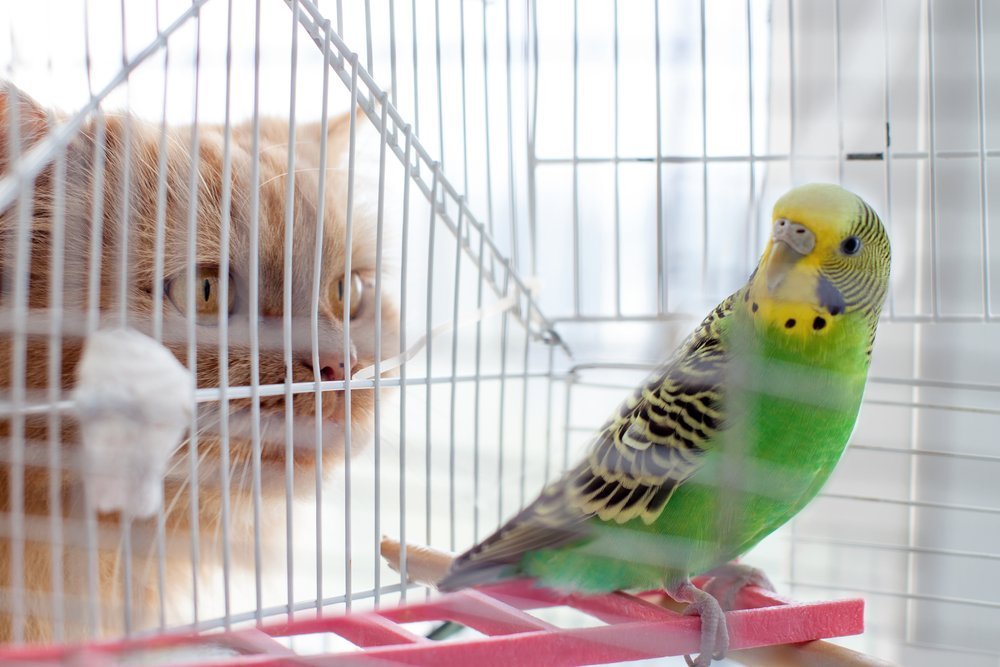 Cat eyes a caged budgie | Image: Shutterstock