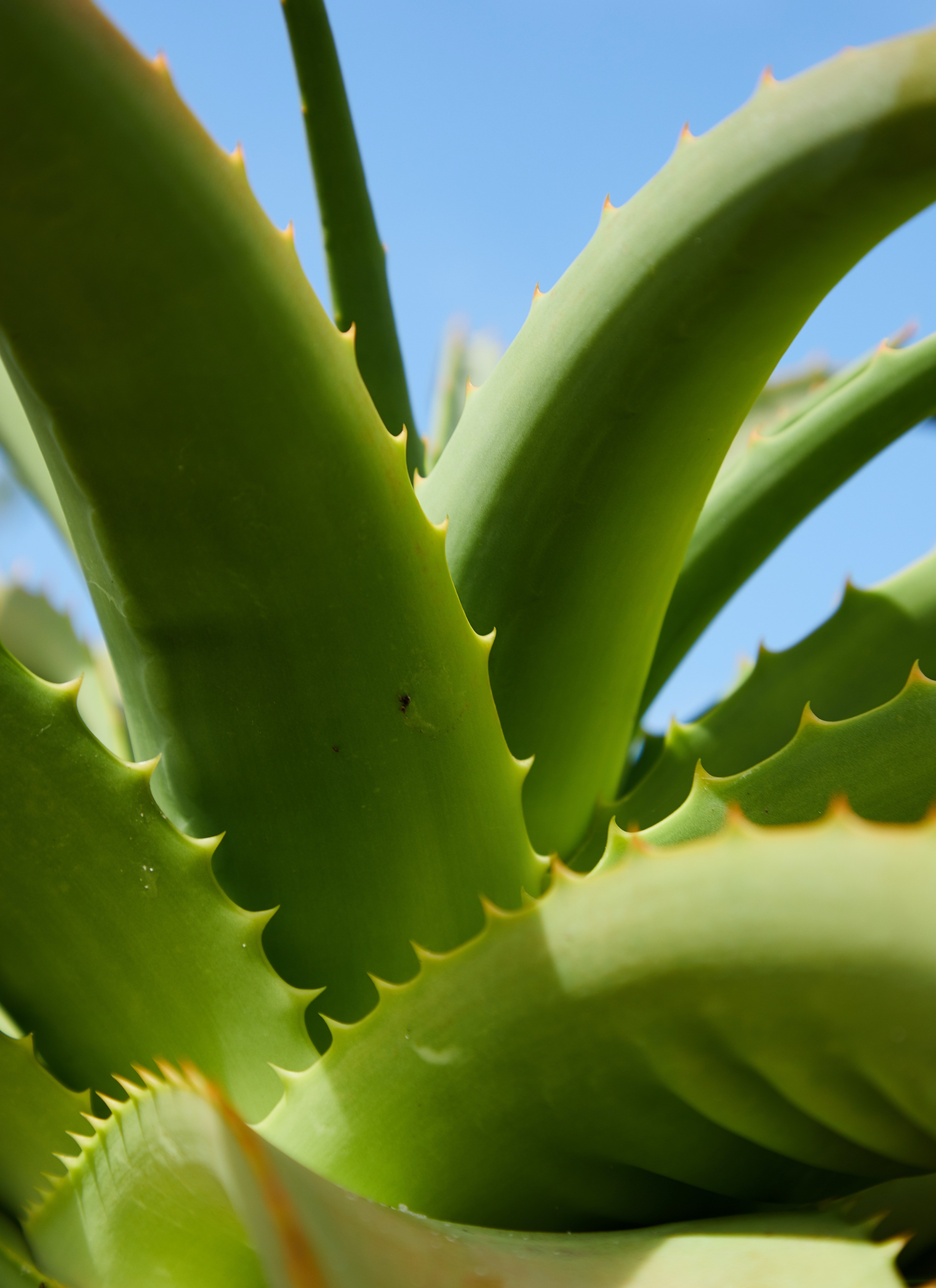 Pictured - A photo of prickly leaves of a succulent plant | Source: Pexels 