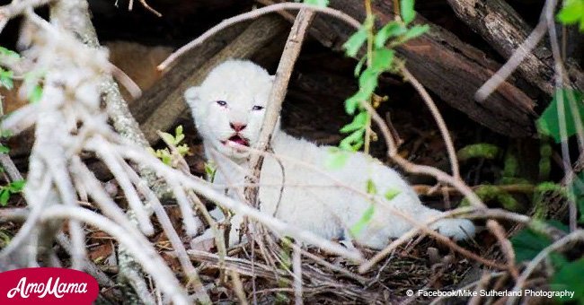 Rare white lion cub captured on film out in the wild