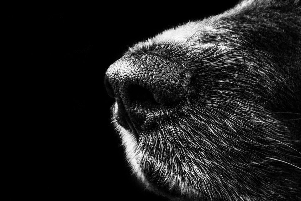 Dog's snout ll Source: Pixabay