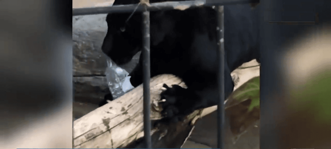 Una botella de agua distrajo al jaguar. Fuente: YouTube/TODAY