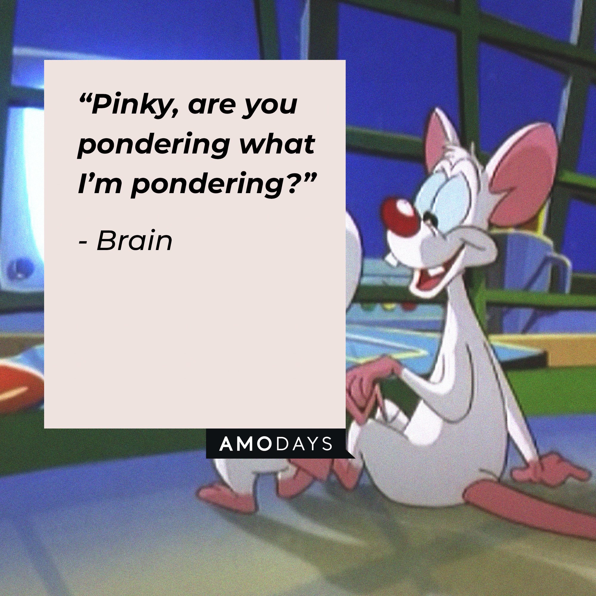  Brain's quote: “Pinky, are you pondering what I’m pondering?” I Image: AmoDays