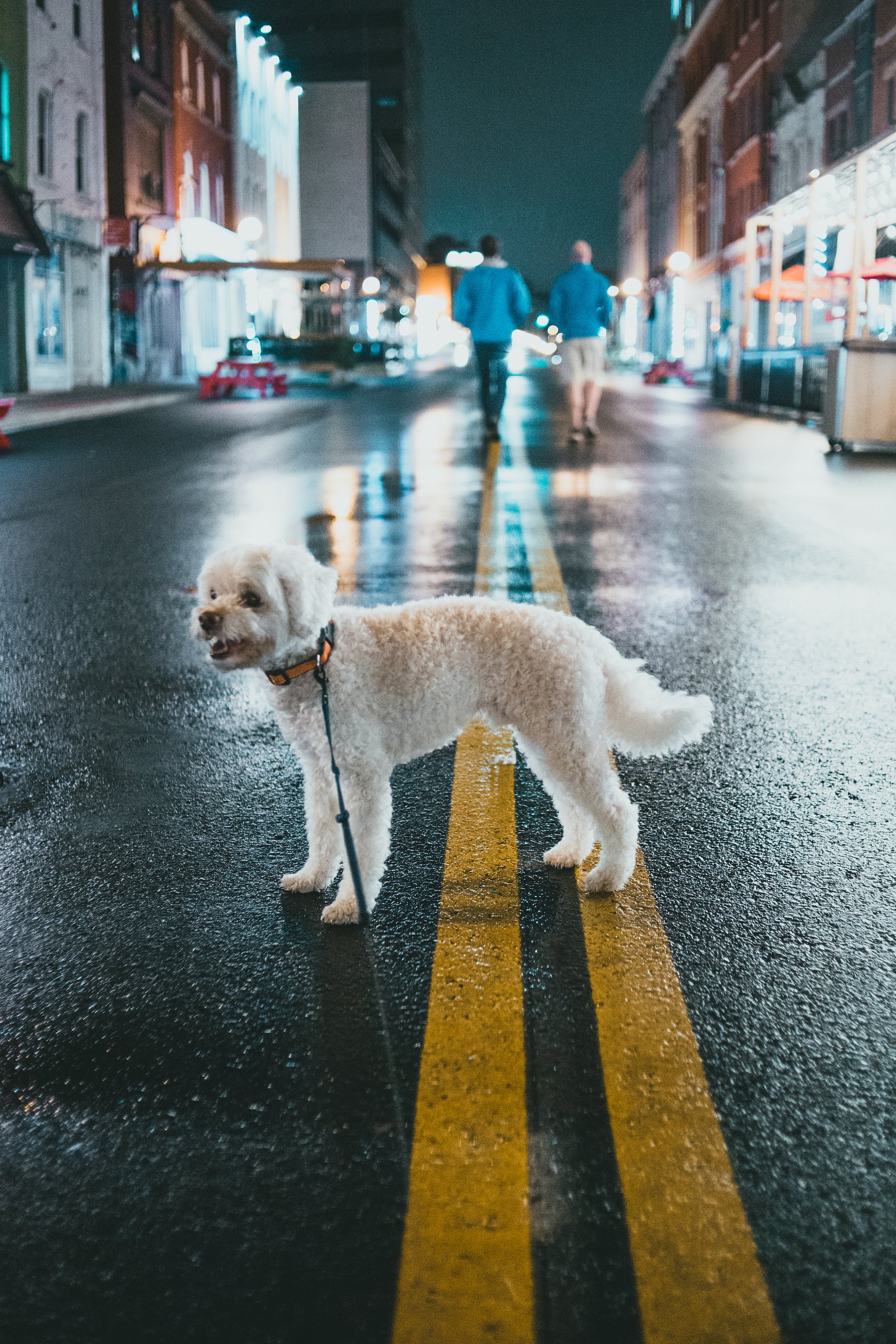 White poodle standing in the middle of a road | Source: Pexels