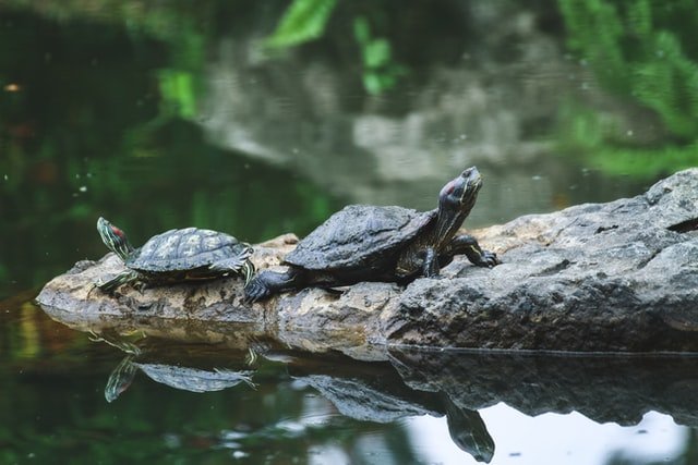 Two fresh water turtles by the lake | Source: Unsplash