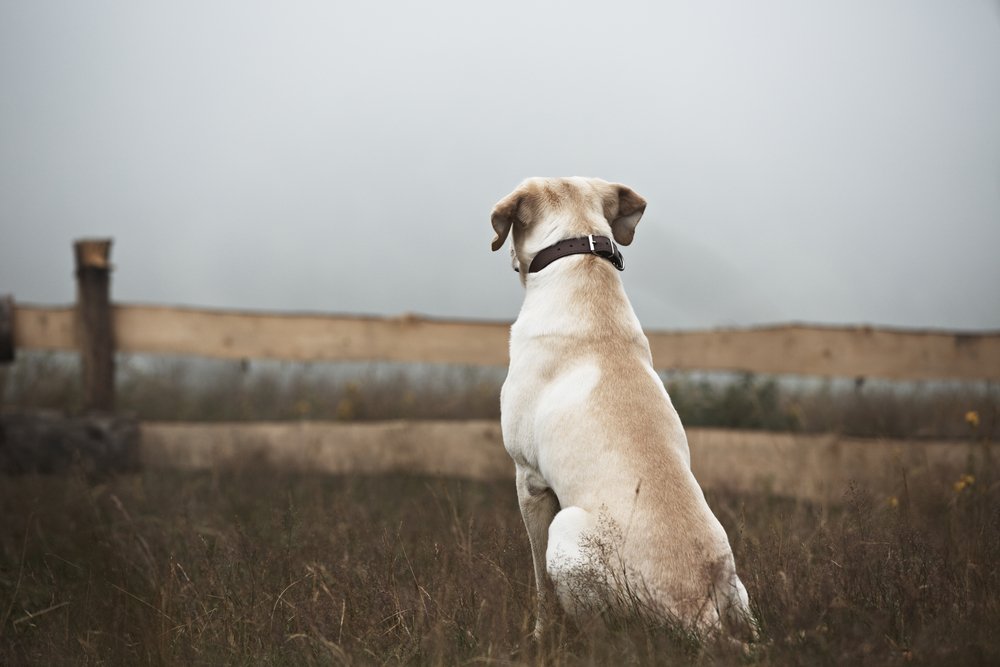 Perrito de espaldas a la cámara, observando el horizonte. | Foto: Shutterstock