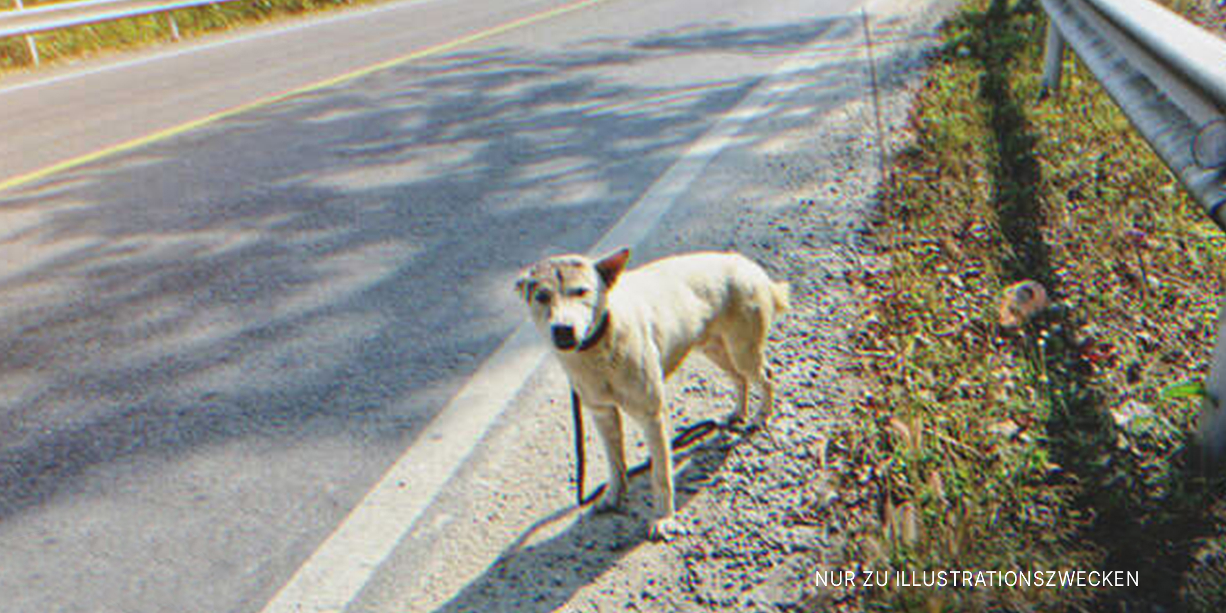 Ein Hund, der auf einer Straße gestrandet ist. | Quelle: Shutterstock