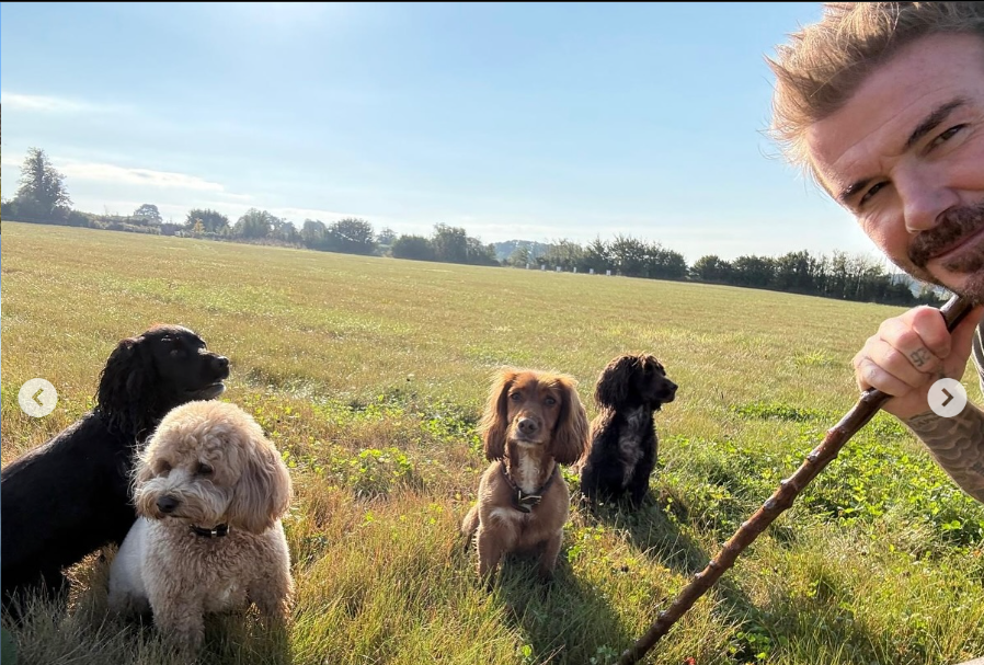 David Beckham with his dogs, from a post dated October 10, 2024 | Source: Instagram/davidbeckham