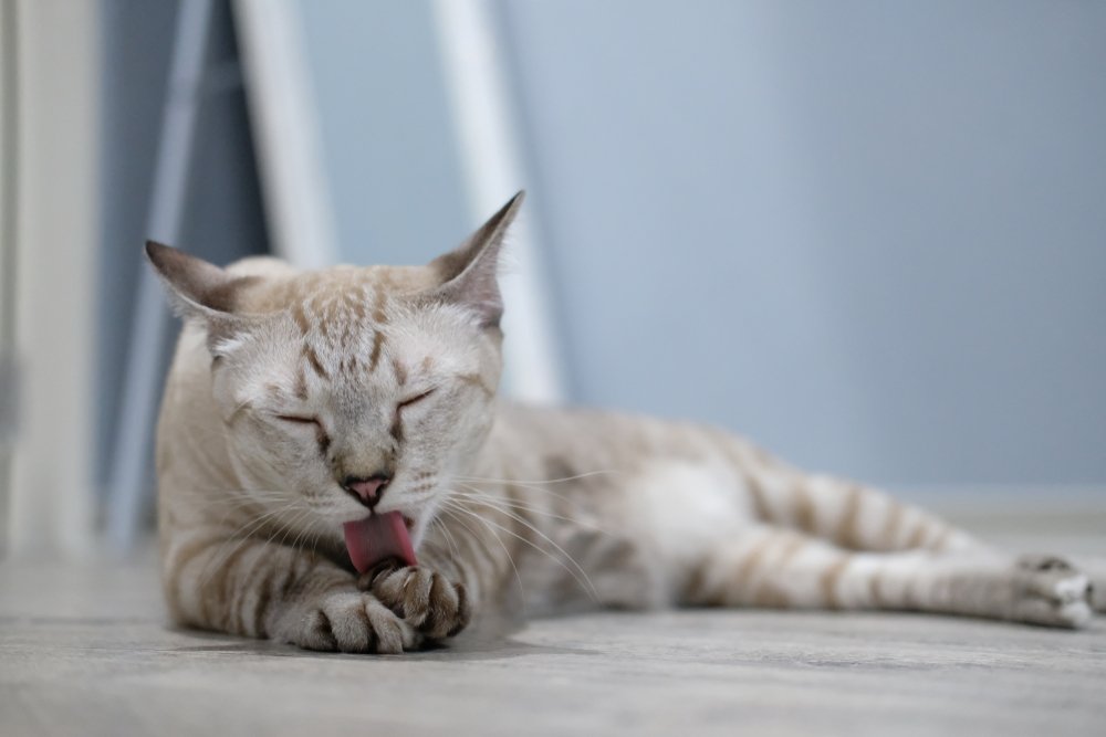 Chat | Source : Shutterstock Chat | Source : Shutterstock
