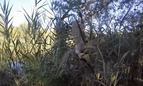 La chouette avec son aile coincée. l Source: YouTube/BankFishing La chouette avec son aile coincée. l Source: YouTube/BankFishing