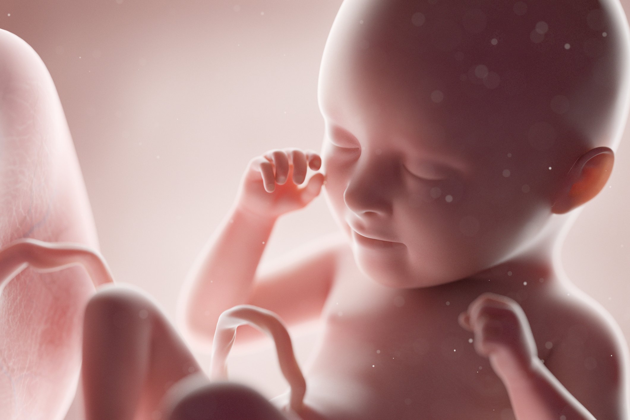 Embryo Found In The Stomach Of A Newborn Baby Girl Embryo Found In The Stomach Of A Newborn Baby Girl