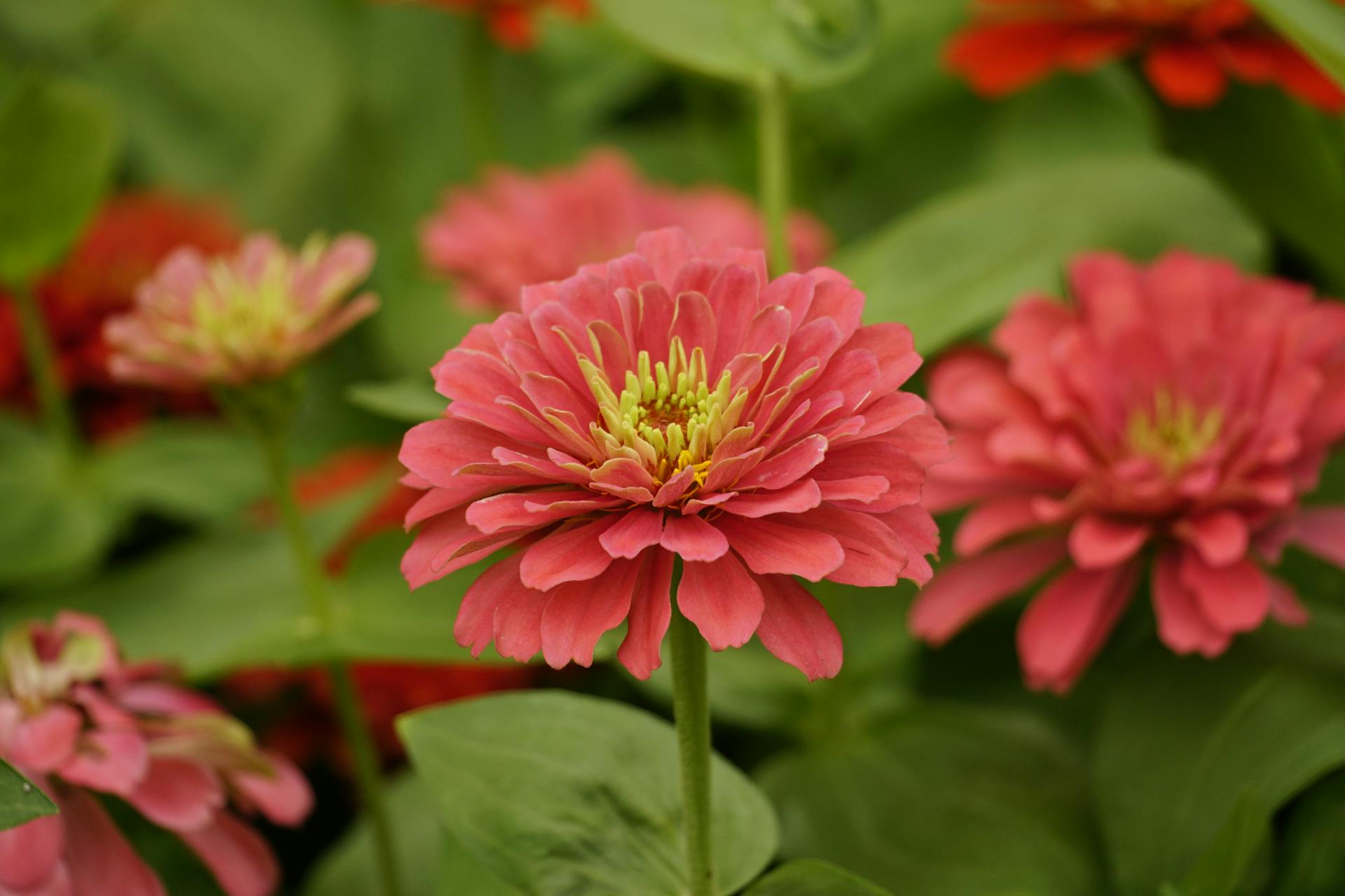 Zinnias | Source: Pexels