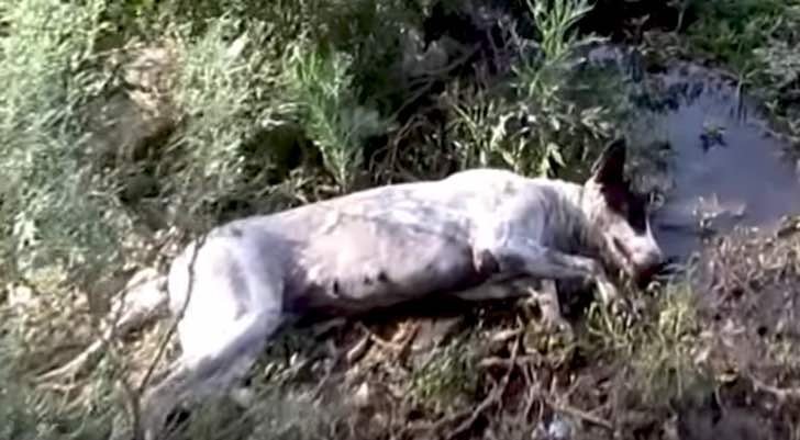 Quelle: Youtube/ Animal Aid Unlimited, India Quelle: Youtube/ Animal Aid Unlimited, India