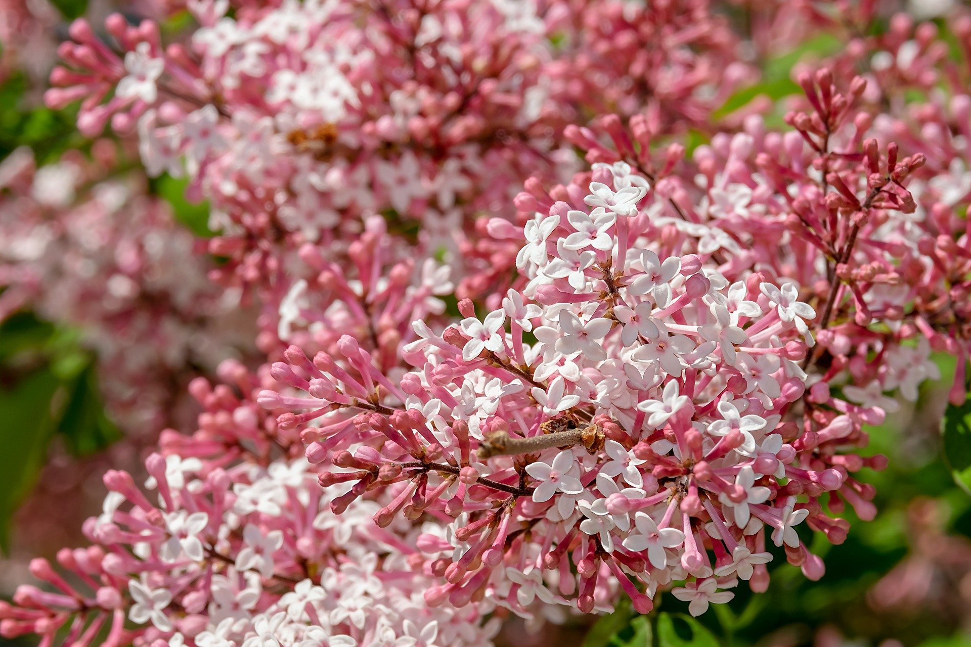 A field of pink and white lilac flowers | Photo: Pixabay/Couleur