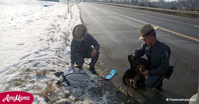 Un camionneur sauve deux chiens brutalement jeté d'un véhicule sur une autoroute New-Yorkaise
