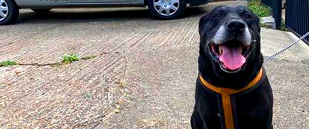 facebook.com/swalestraydogs