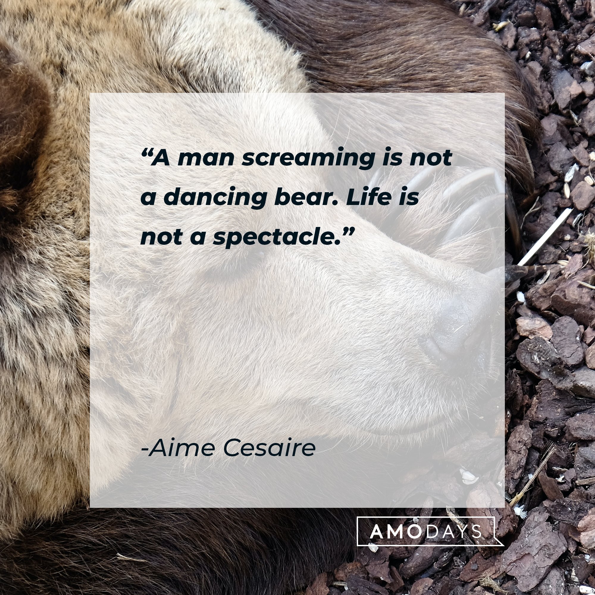  Aime Cesaire’s quote: "A man screaming is not a dancing bear. Life is not a spectacle." | Image: AmoDays