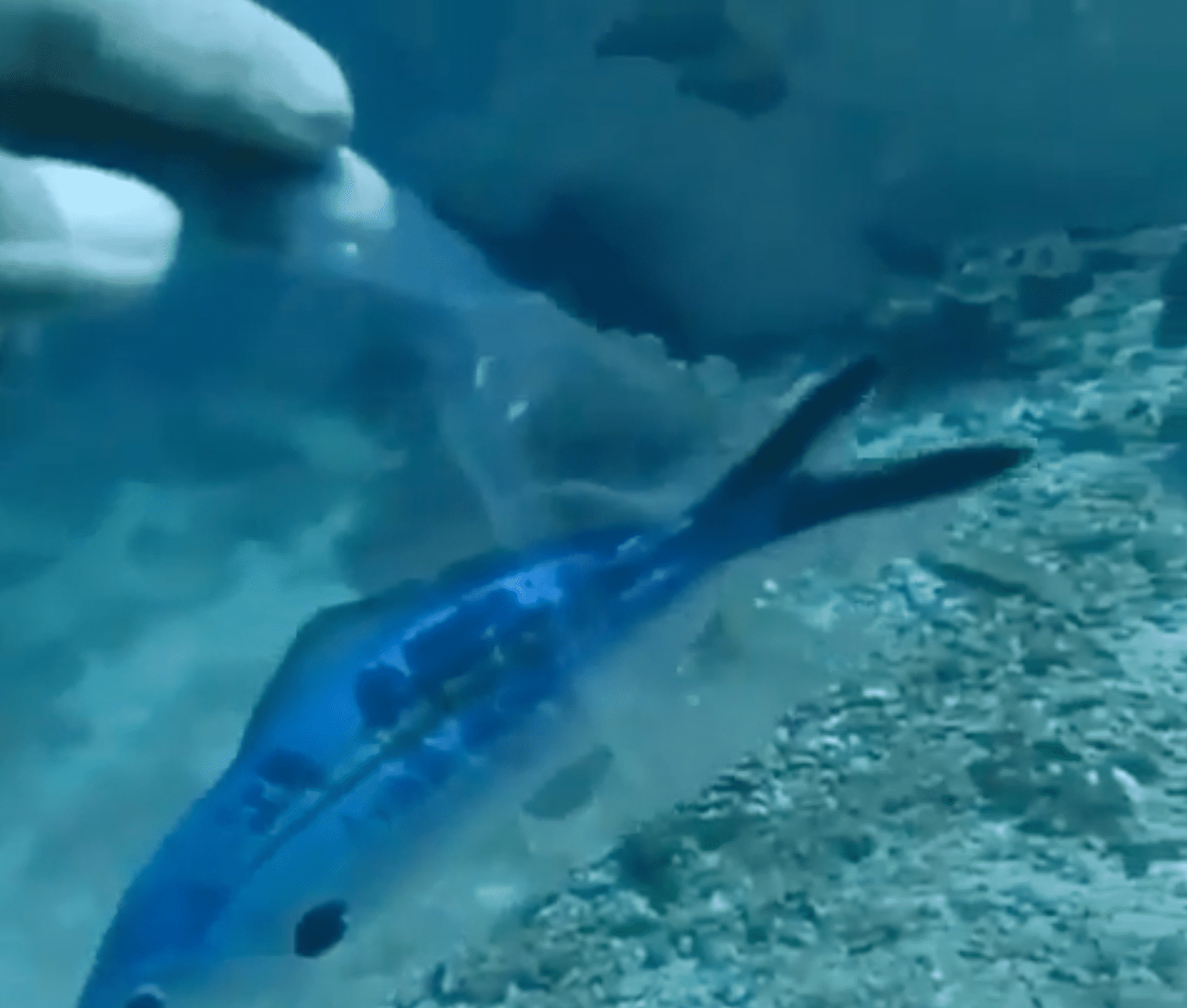 Fish stuck inside a plastic bag | Photo: Reddit/ThatDapperMosquito