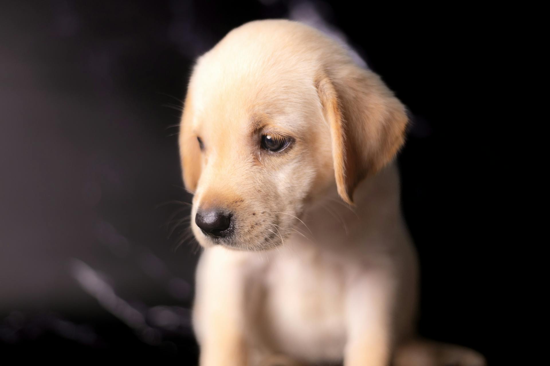 A puppy | Source: Pexels