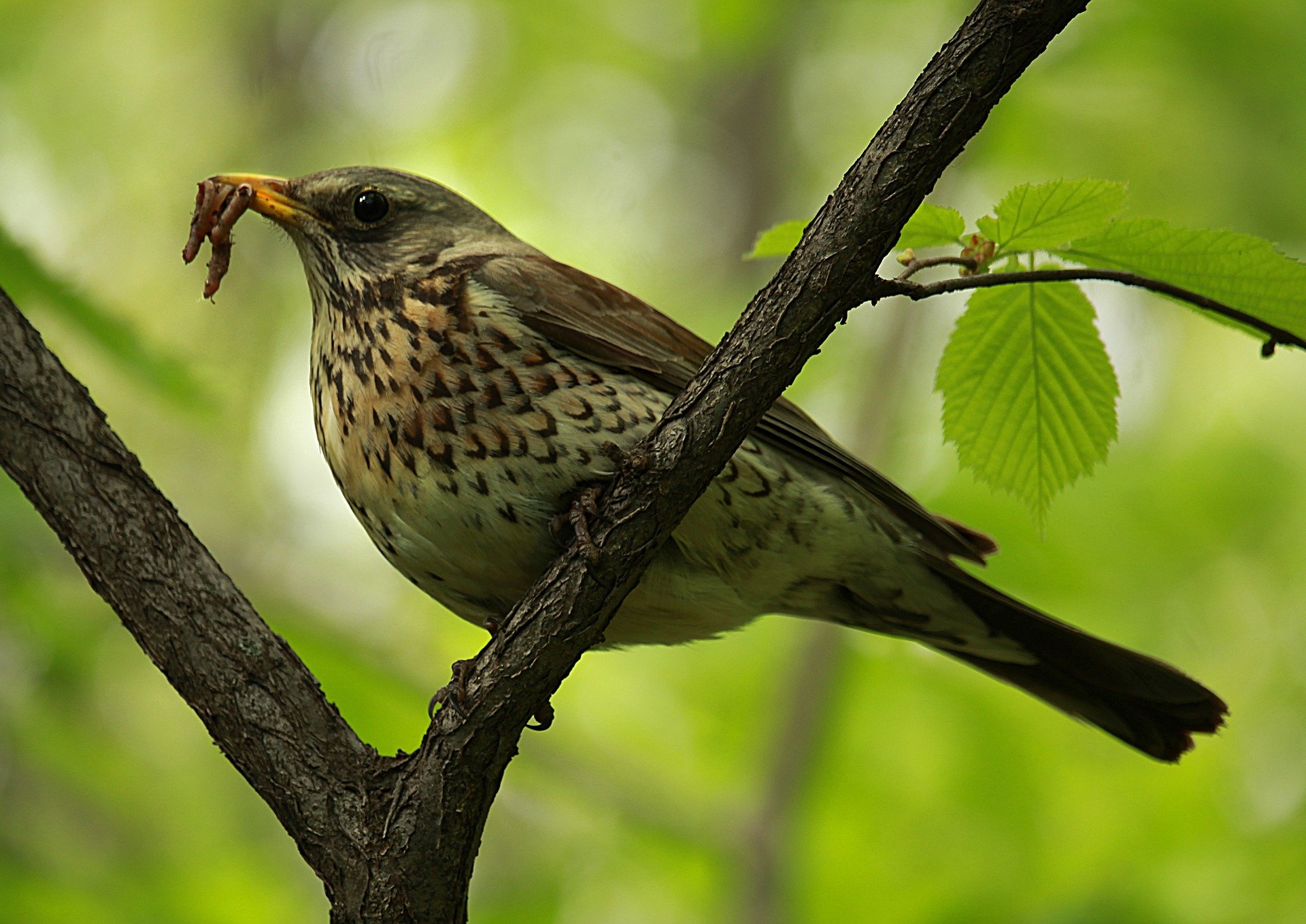 The man shared why he chose a thrush song bird to represent his wife. | Photo: Pixabay/Ирина Ирина 