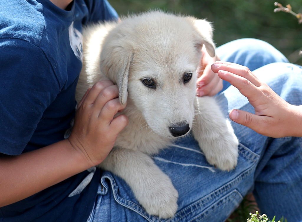 Un adorable chiot. | source : Getty Images