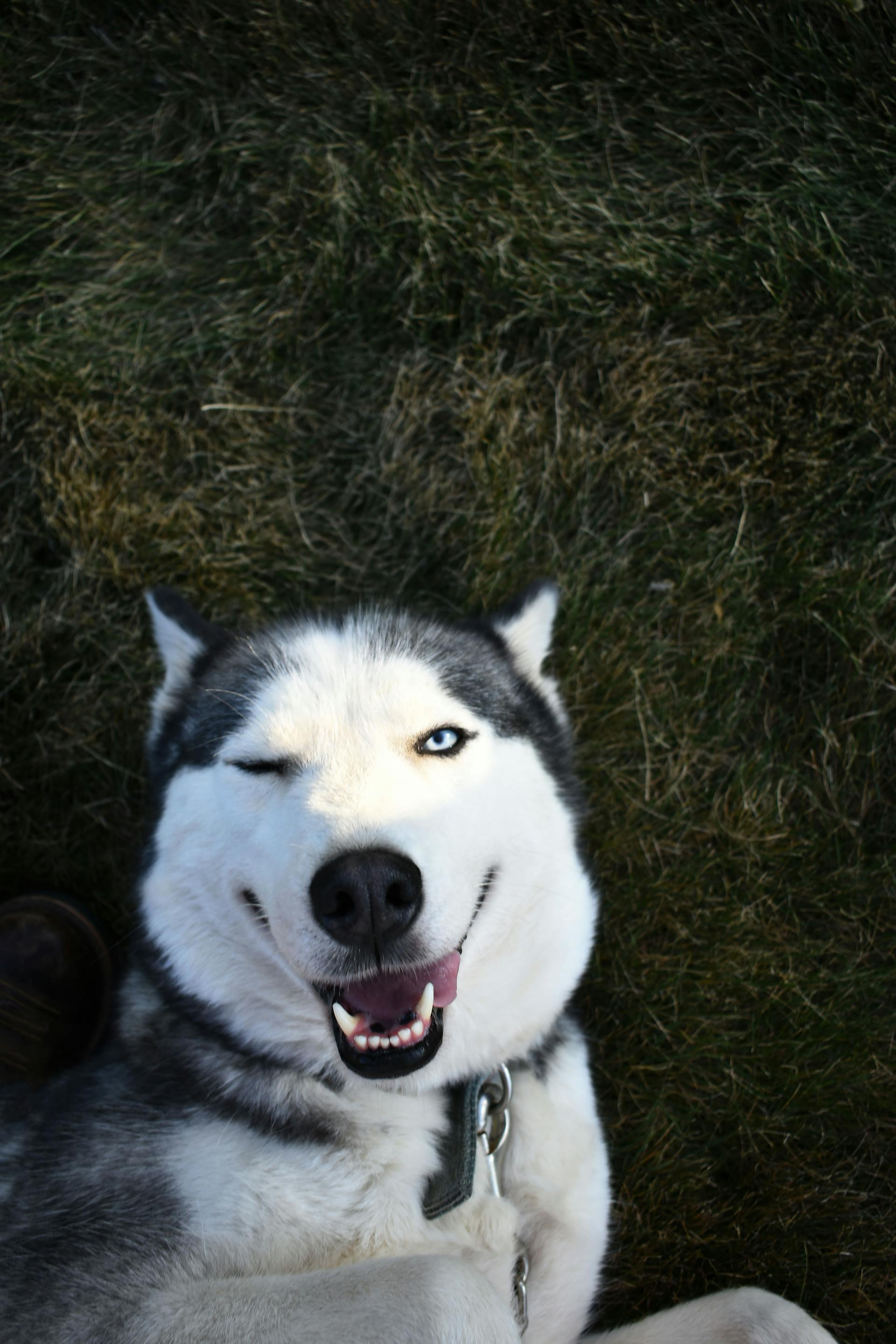 A Siberian Husky winking | Source: Pexels