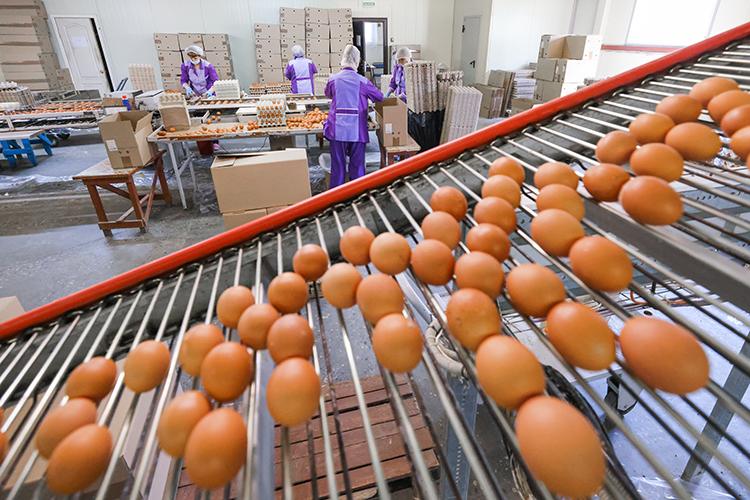 Shell eggs move through a packing facility in an illustrative image. Federal investigators traced the Salmonella outbreak, in part, to recalled shell eggs produced by Midwest Poultry Services, L.P. | Source: ChatGPT